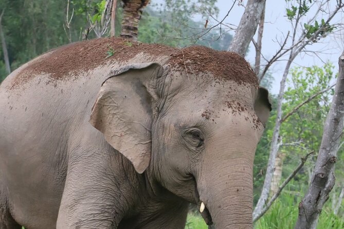 Living Green Elephant Sanctuary Experience near Bangkok & Pattaya - Feeding, walking alongside, and elephant water play