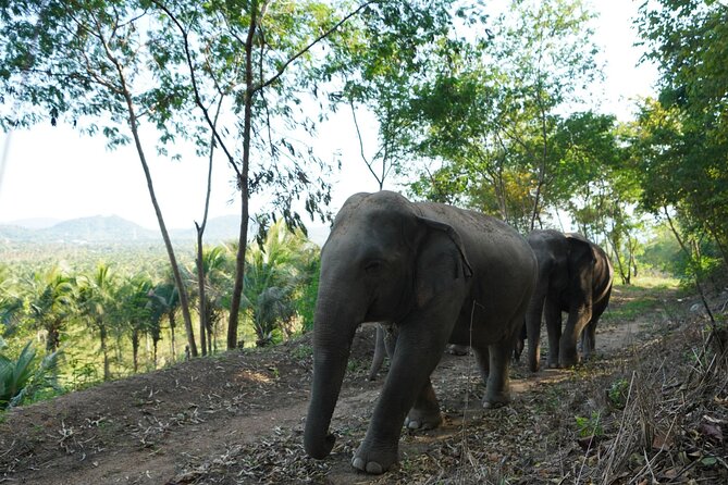 Living Green Elephant Sanctuary Experience near Bangkok & Pattaya - Ancient Pad Thai lunch: simple, filling, and part of the day