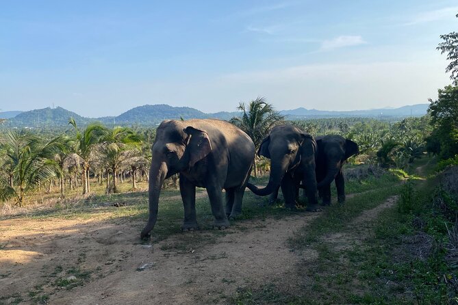Living Green Elephant Sanctuary Experience near Bangkok & Pattaya - Photographer moments and photos you actually want