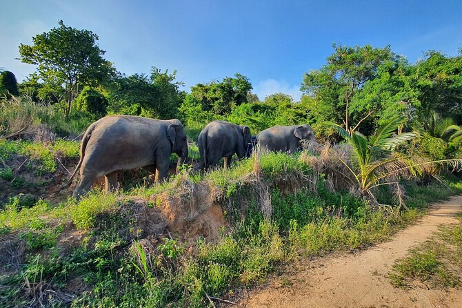 Living Green Elephant Sanctuary Experience near Bangkok & Pattaya - Bangkok and Pattaya logistics: the long ride you should plan for
