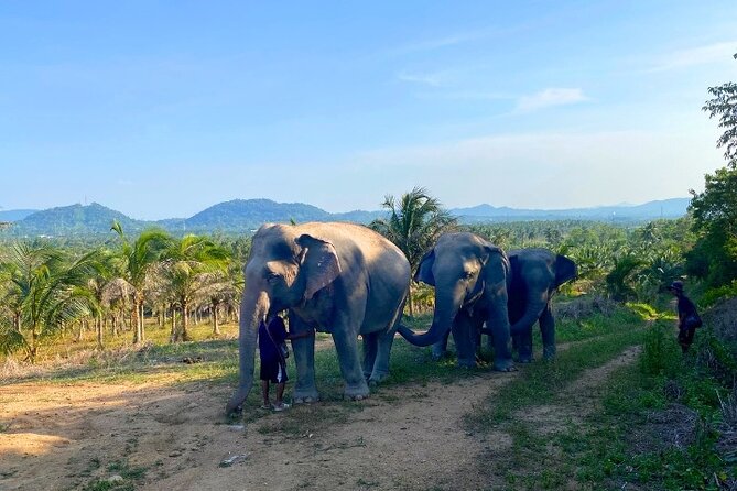 Living Green Elephant Sanctuary Tour from Bangkok and Pattaya - Your Time With the Elephants: Feeding, Walking, and Choosing Calm Over Tricks
