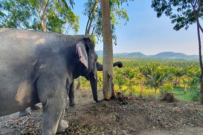 Living Green Elephant Sanctuary Tour from Bangkok and Pattaya - The No-Ride Promise, Plus How to Get the Best Photos