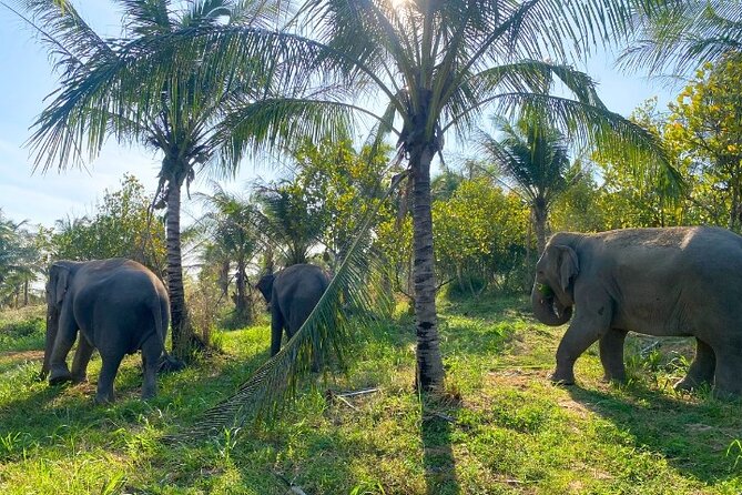 Living Green Elephant Sanctuary Tour from Bangkok and Pattaya - Lunch After the Activities: Simple, Included, and Often Better Than You Think