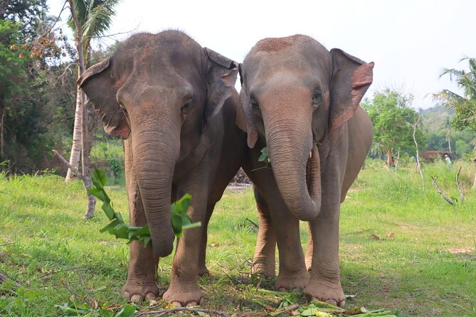 Living Green Elephant Sanctuary Tour from Bangkok and Pattaya - What to Bring: Wet Shoes, Repellent, And Heat-Proof Comfort
