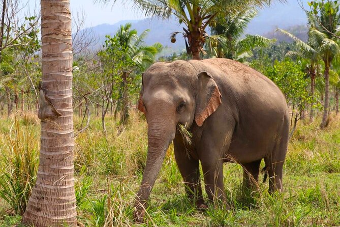Living Green Elephant Sanctuary Tour from Bangkok and Pattaya - Guides Like Lulu, Crazy Man, and Handsome Man Make the Day