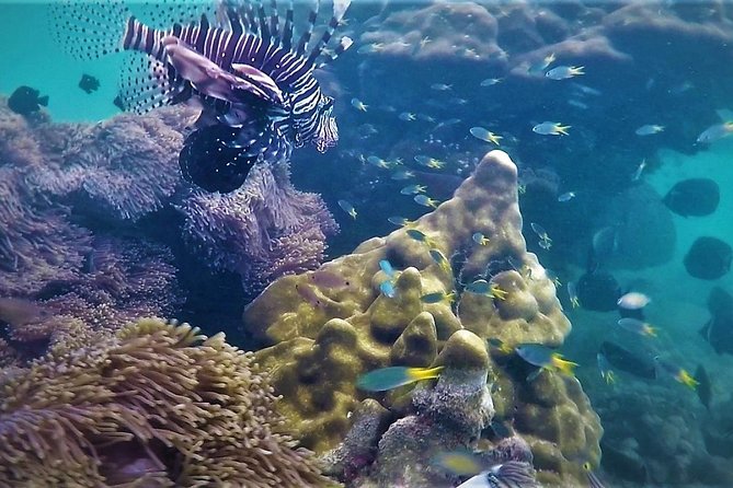 Local Reef Snorkelling and Deserted Beach - Key things to know before you go