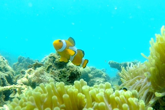 Local Reef Snorkelling and Deserted Beach - Local reef snorkelling near Laem Ao Kham lighthouse and beyond