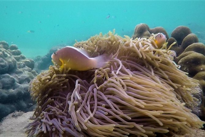 Local Reef Snorkelling and Deserted Beach - Guides and crew: what makes the experience feel worth it