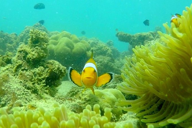 Local Reef Snorkelling and Deserted Beach - Price and value: is $101.05 per person a fair deal?