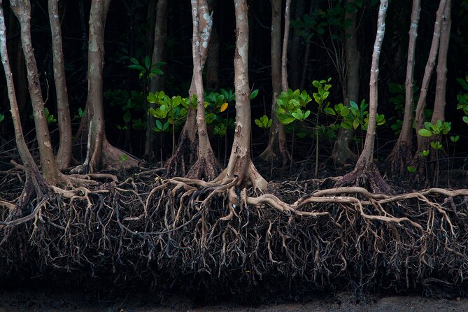 Mangrove Boat Tour in Krabi - Koh Klang: rice fields, water buffalo, and quiet village life