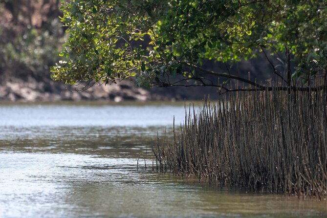 Mangrove Forest Hike and River Boat Ride with Private Guide from Hua Hin - Lunch and comfort: what is included, and what to plan for