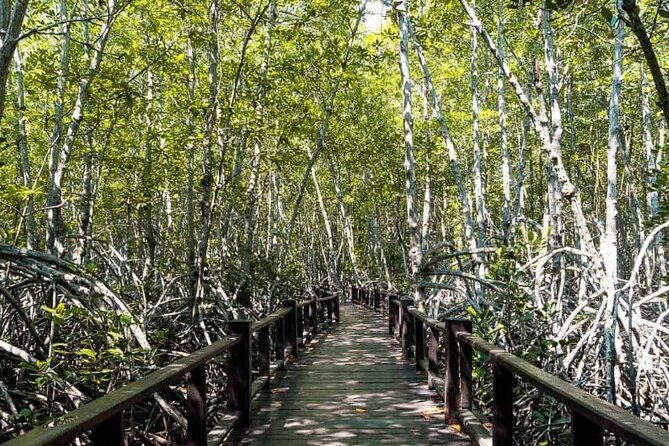 Mangrove Forest Hike and River Boat Ride with Private Guide from Hua Hin - Pranburi River boat ride: seeing how life hugs the water