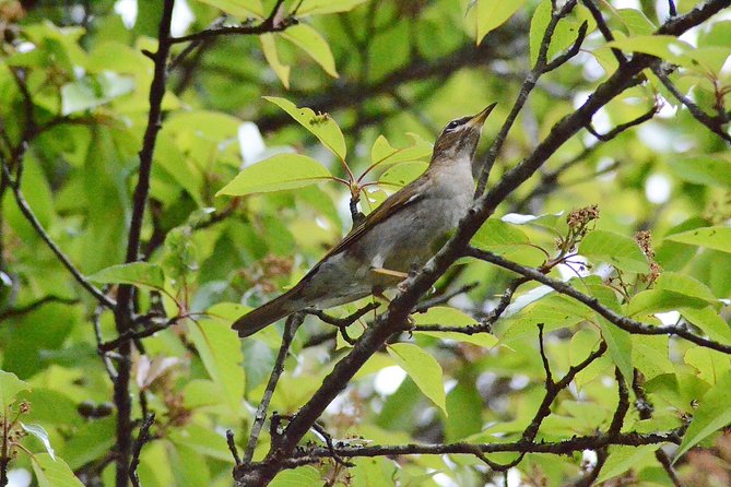 Mount Doi Inthanon Hiking & Bird Watching - Key highlights you should know