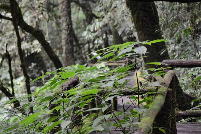 Mount Doi Inthanon Hiking & Bird Watching - Why the 5:00 am start matters at Doi Inthanon