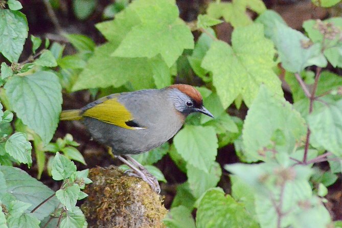 Mount Doi Inthanon Hiking & Bird Watching - Highest point vibes: views at 2,565 m and fast-changing weather