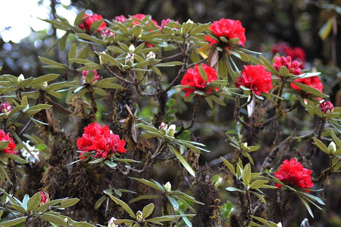 Mount Doi Inthanon National Park Sunrise and Hiking - Food and drinks: breakfast box, khao soi lunch, and coffee breaks