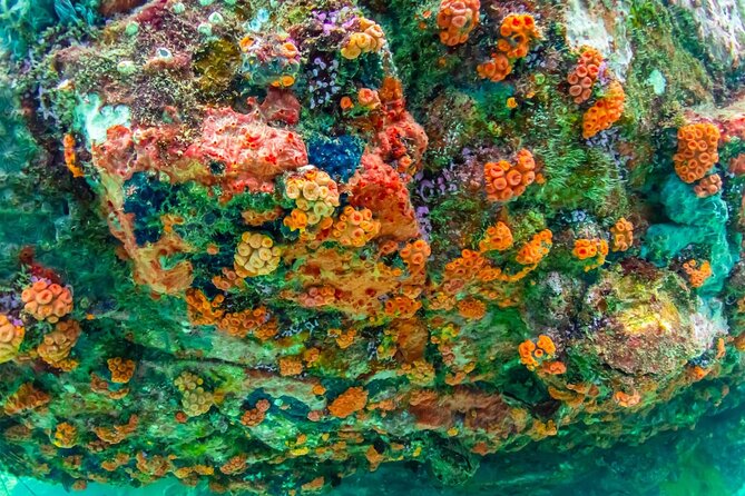 Nemo Island Experience with Drone Photos and Lunch - Snorkeling at 3 Meters: The Clownfish Spot That Feels Almost Too Easy