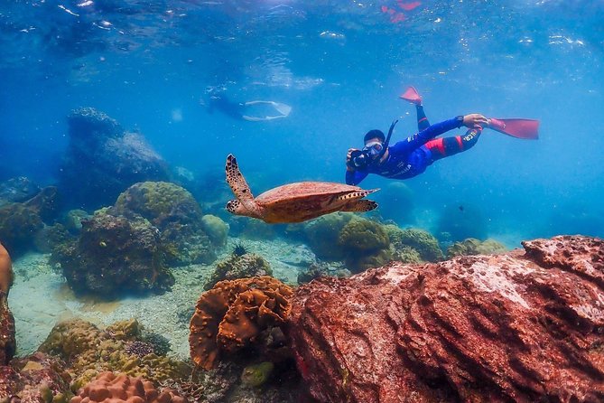 Nemo Island Experience with Drone Photos and Lunch - The 6-Meter Reef Session: More Coral, More Fish, More Reason to Stay Longer