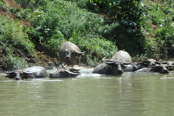 No.1 Chiang Mai: Leisure River Kayaking: Mae Taeng forest Reserve - Price and Value: What $74.95 Buys You in Real Terms