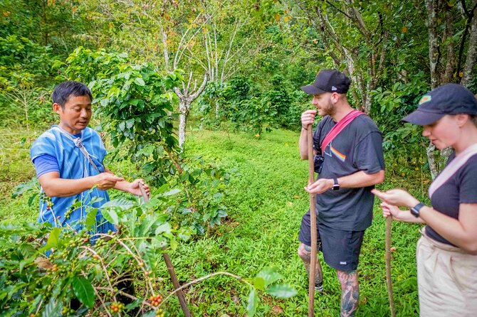 Off the Map Chiang Mai Jungle Coffee Trek Roast and Brew - Planting for the future: coffee tree planting with your hands