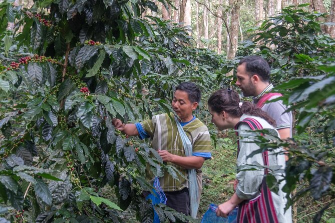 Off the Map Chiang Mai Jungle Coffee Trek Roast and Brew - Walking where coffee grows, with forest talk and local plant stories