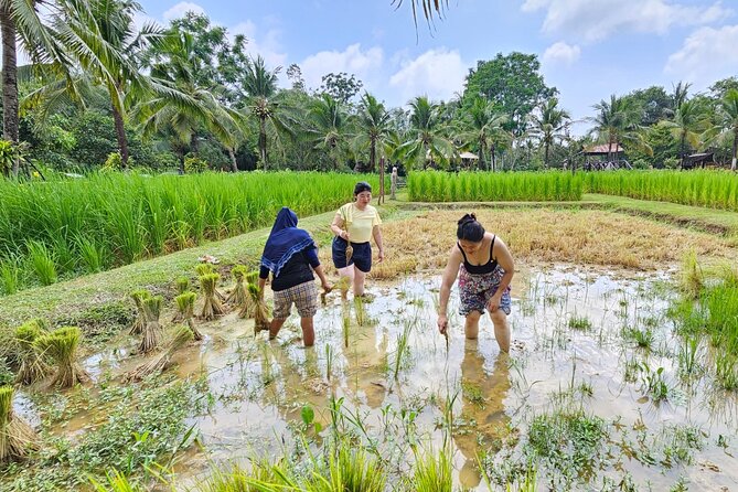 Old Phuket Farm Ticket - Countryside Local Life Culture - Buffaloes and traditional Thai agriculture: why the story starts here