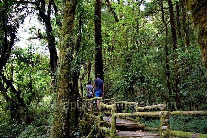 One day Doi Inthanon National Park & Trekking on Kew Mae Pan - Key highlights that make this day trip worth your time
