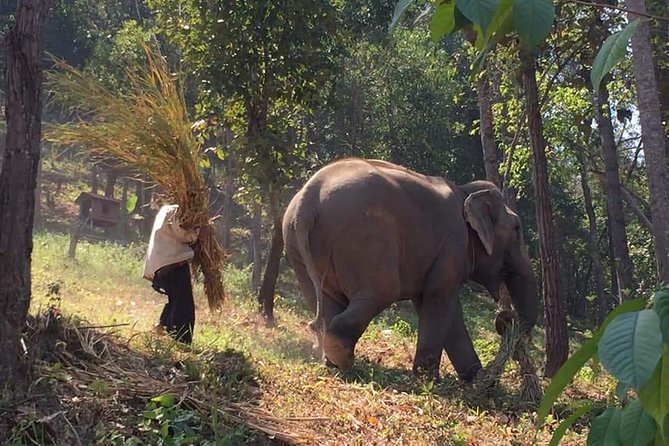 One day Elephants in Nature Experience & Grand Canyon Jumping - Key highlights you will actually care about