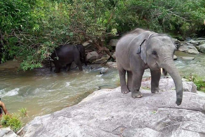 One day Elephants in Nature Experience & Grand Canyon Jumping - A sensible one-day flow, built for a “see more, stress less” pace