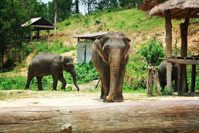 One day Elephants in Nature Experience & Grand Canyon Jumping - Price and value: $63.23 makes sense when you add up what is included