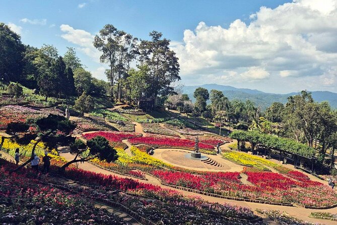 One Day Group Tour Experience in Chiangrai - Choui Fong Tea Plantation and tea testing you can actually use