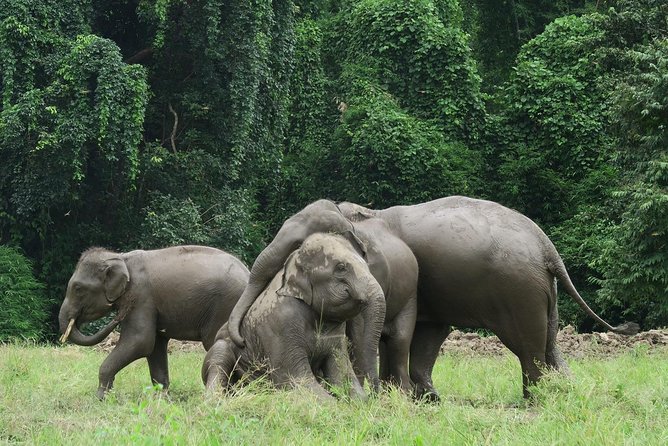 One Day Hiking and Elephant experience by Chiang Mai Elephant Home - Arrival at the Elephant Home, uniform change, and the core experience