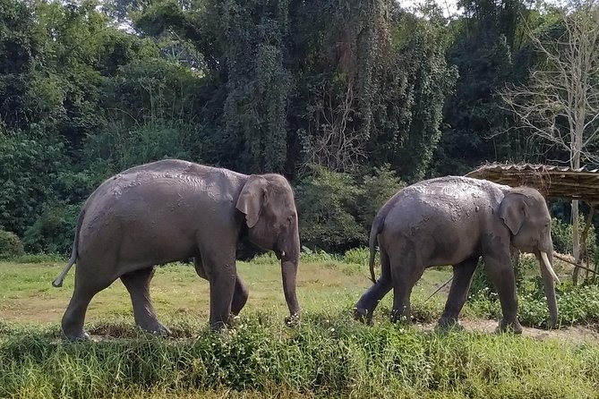 One Day Hiking and Elephant experience by Chiang Mai Elephant Home - Elephant time should feel calm, respectful, and hands-on (without chaos)
