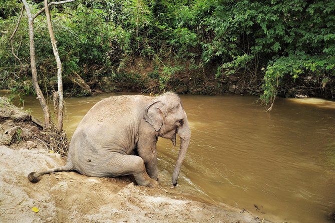 One Day Hiking and Elephant experience by Chiang Mai Elephant Home - Lunch, timing, and what to pack for a long outdoor day