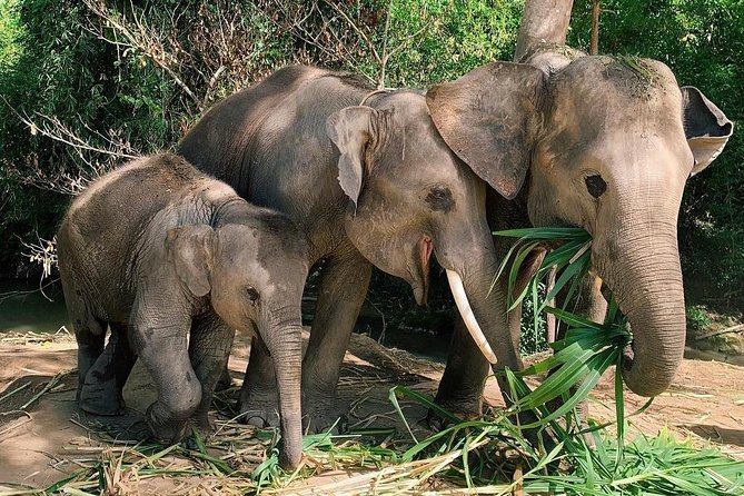One Day Hiking and Elephant experience by Chiang Mai Elephant Home - Price and value: why $93.61 can make sense here