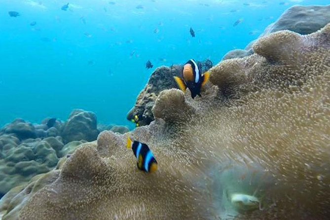 One Day Tour to Koh Rok & Koh Haa By Tin Adventure Sea Tour from Koh Lanta - From Your Koh Lanta Hotel to the Pier: Timing That Keeps the Day Smooth
