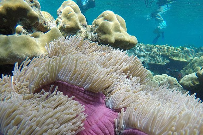 One Day Tour to Koh Rok & Koh Haa By Tin Adventure Sea Tour from Koh Lanta - Koh Rok Nok After Snorkeling: Beach Time and Clear-Water Free Time