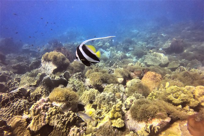 PADI Discover Scuba Dive Experience - Gear, lunch, drinks, and transfers, all in one package