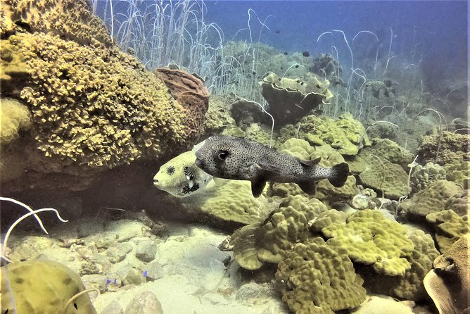 PADI Discover Scuba Dive Experience - Weather reality on Ko Chang: plan for flexibility