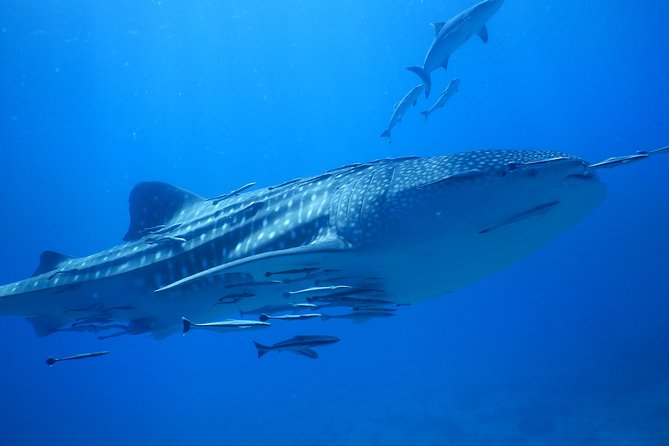 PADI Discover Scuba Dive Experience - The next day on the reef: two controlled sessions up to 12 metres