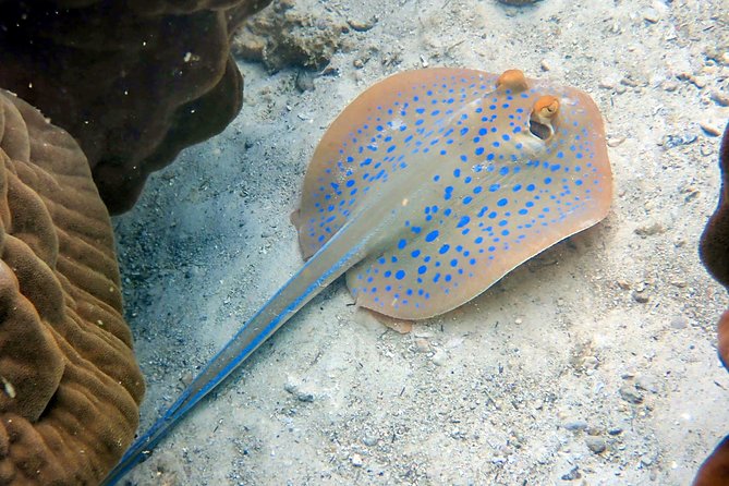 Padi open water diver course (Start at Ko Kut) - Practical tips so your first course day feels easier