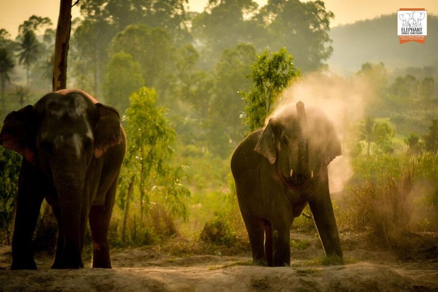 Pattaya: Elephant Jungle Sanctuary Feeding Experience - Price and value: is $28 a good deal for an ethical encounter?