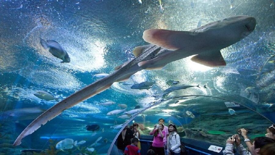 Pattaya: Underwater World Pattaya Aquarium Admission Ticket - Key Points You Should Know Before You Go