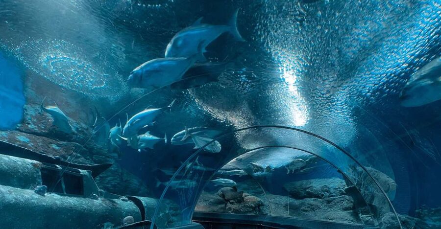 Pattaya: Underwater World Pattaya Aquarium Admission Ticket - Coral Reef Zone, Where the Aquarium Starts to Make Sense
