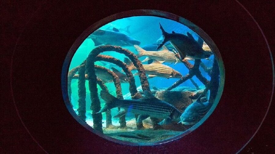 Pattaya: Underwater World Pattaya Aquarium Admission Ticket - Sharks and Stingrays in the Shark and Stingray Zone