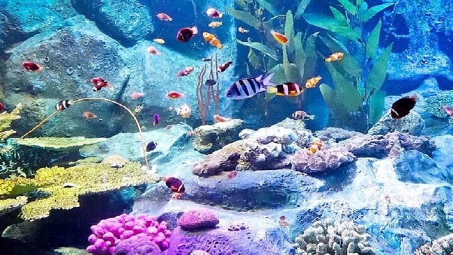 Pattaya: Underwater World Pattaya Aquarium Admission Ticket - Siam Giant Zone: A Tank Built for Big-Scale Attention