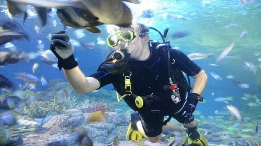 Pattaya: Underwater World Pattaya Aquarium Admission Ticket - Jellyfish Zone, With Safe Viewing as the Point