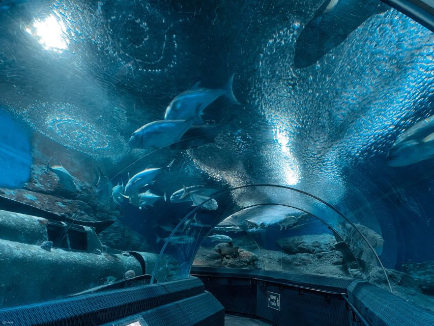 Pattaya: Underwater World Pattaya Aquarium Admission Ticket - A 105 Meter Acrylic Tunnel That Feels Like a Walk Through the Sea