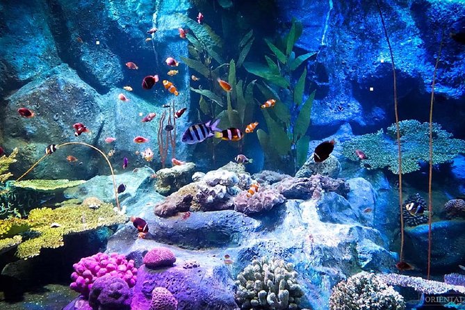 Pattaya Underwater World Tickets with Optional Hotel Pickup - Key Highlights That Matter in Pattaya