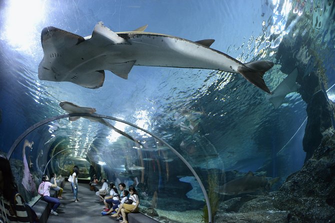 Pattaya Underwater World Tickets with Optional Hotel Pickup - Tickets That Keep Your Trip Flexible (No Guessing, No Sold-Out Panic)